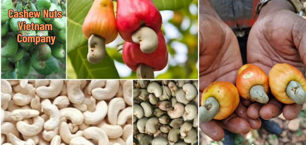 OEM Cashew Nuts Supplier for Premium Global Export Markets 1 Cashew Nuts Vietnam Company 3